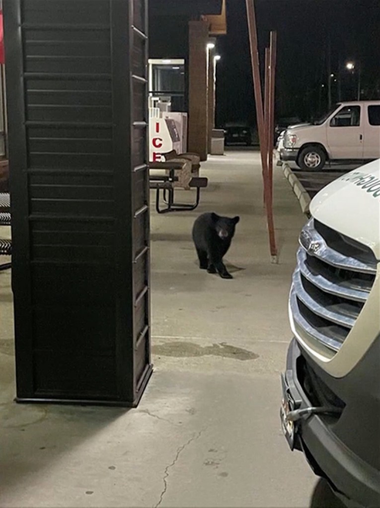 Bear seen during doughnut caper
