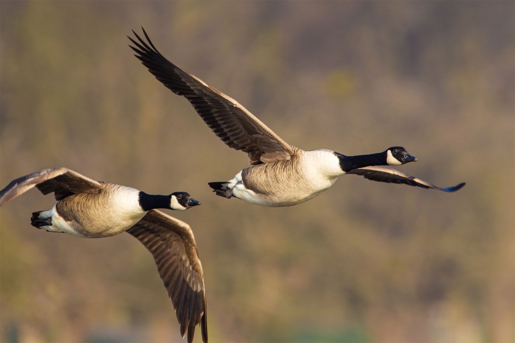 A stock image of geese flying. 