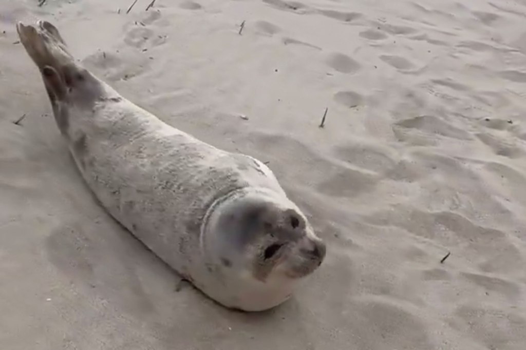 The seal blended into the sand after wandering out of the water.