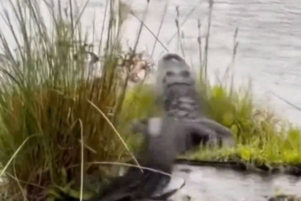 After months trapped underground in an extended hibernation, this Hilton Head alligator finally got to stretch its legs