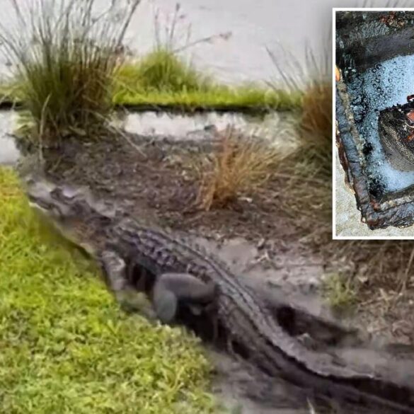6-foot alligator trapped in Hilton Head drain pipe for months finally freed